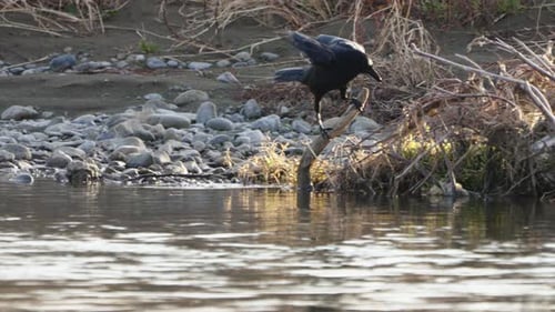 Large-billed Crow Jumps Onto A Branch Then Rub Its Beak Against It By The River In Tokyo, Japan - st