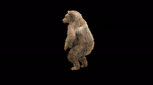Realistic Animated Brown Bear Standing and Sitting