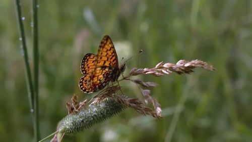 Butterfly Resting on Meadow Plant in Natural Habitat