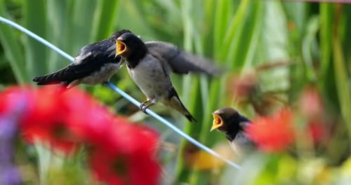 Barn swallows (Hirundo rustica) feeding chicks, Southern France