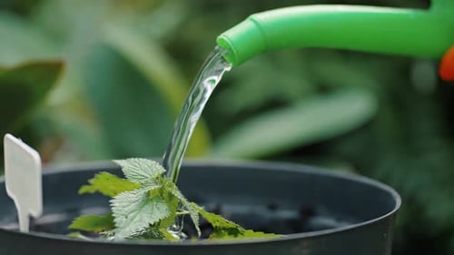 Watering of Small Seedling From Plastic Can in Greenhouse