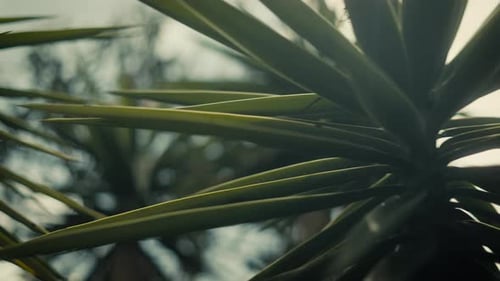 A spikey plant moving back and forth, shot with a shallow depth of field in slow-motion.