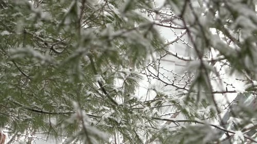 Schnee fällt von einem Baum in Slowmo