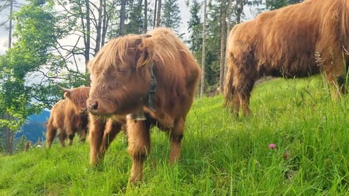 Young scottish highland calf looking around on a green Swiss pasture