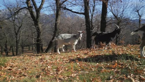 White Goat Forest