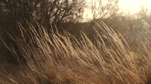 Golden Sunlight on Wind-Swept Field Grass