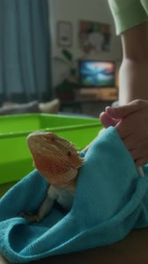 Mains d'une femme séchant un lézard dragon avec une serviette après le bain
