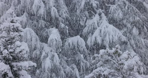 Wunderschöne Szene mit schwerem Schneefall mit schneebedeckten Ästen im Hintergrund. Gesperrt