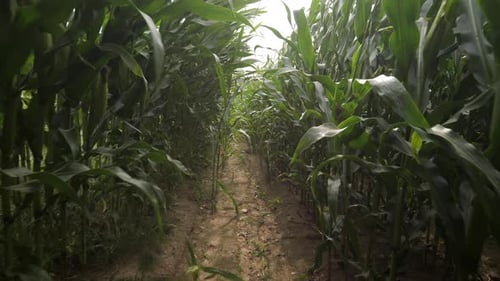 Narrow Dirt Path Going Through Lush Cornfield on Sunny Day