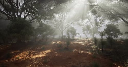 Sunlight Filtering Through Trees in a Misty Forest During Early Morning