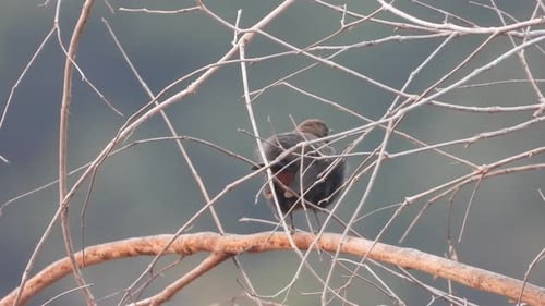 Indischer Rotkehlchenvogel im Wald.