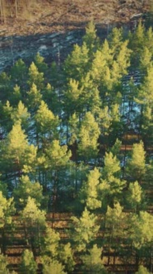 Aerial View Of Green Pine