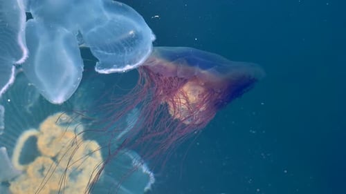 Footage Colorful Jellyfish Floating Underwater Spectacular View Deep Sea Dive Travel Destination