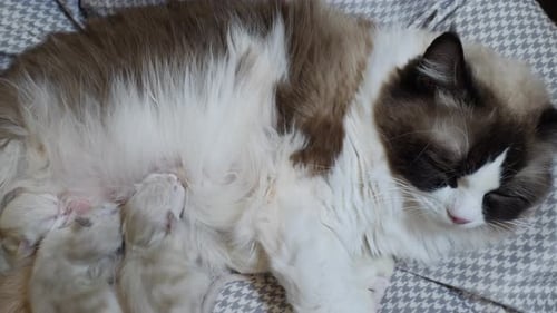 Ragdoll cat feline giving birth to infant kitty pet breast feeding sucking milk
