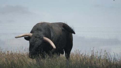 Majestic Bull Standing Tall in Rural Pasture