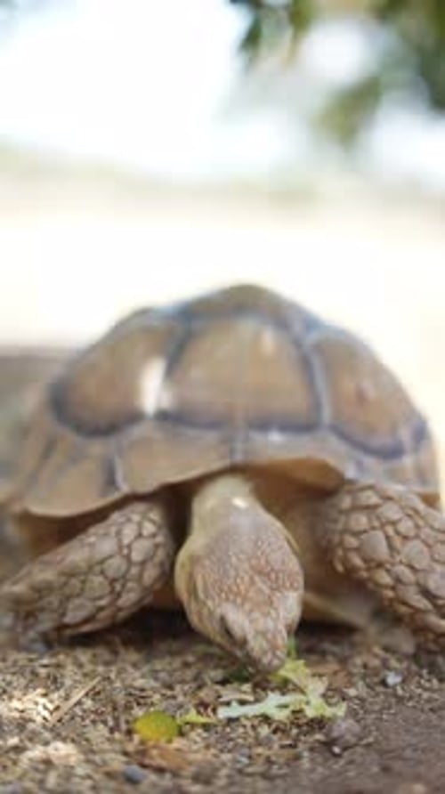 Observing a Tortoise Eating Plants in Its Natural Habitat with Specific Keywords