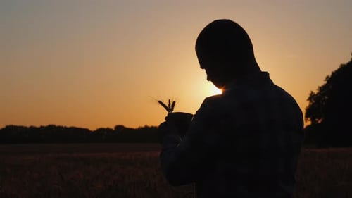 A Middleaged Male Farmer Stands in a Field Looking at the Spikes of Wheat in His Hands Silhouette at