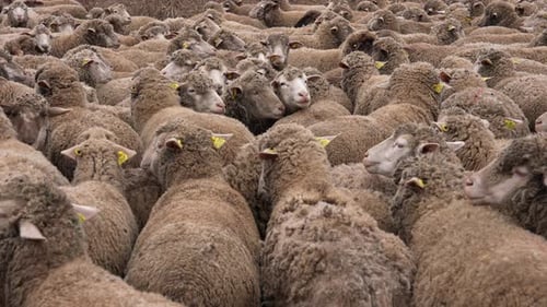 Herd of Sheep