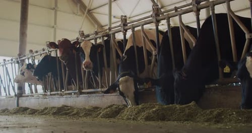 Slow Motion Shot of Cattle Livestock Eating Hay in an Animals Farm on a