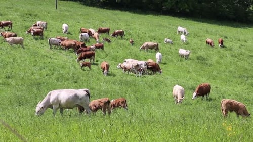 Herd of cows and calves grazing on a green meadow