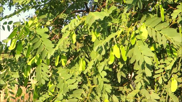 Seedpods on South American tipu tree (Tipuana tipu) in Andalusian ...