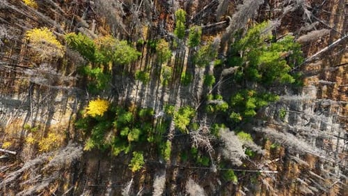 Drone view of a dead and dry forest. View from a drone. Banff National Park, Canada