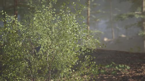 Lush Greenery Thriving in a Serene Forest Setting During Early Morning Light