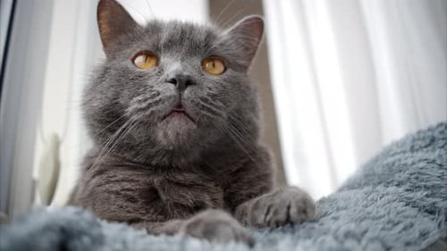 Nahaufnahme einer britischen Kurzhaarkatze mit orangefarbenen Augen, die auf dem Bett liegt