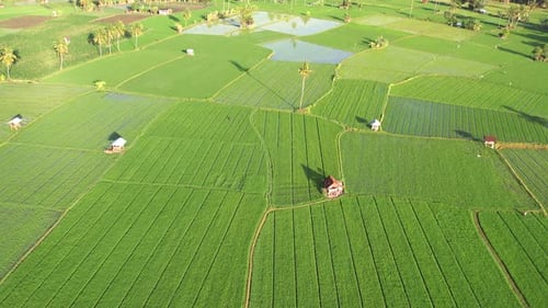 Aerial Paddy
