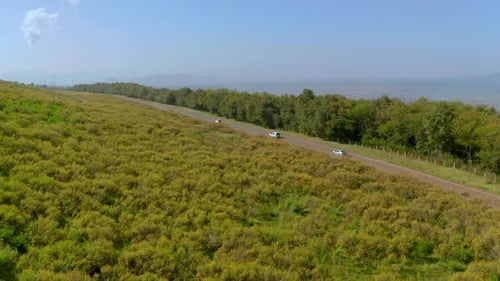 aerial view beautiful scenery of mexican sunflowers fields