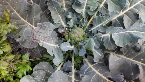 Zoom Out and Tilt Up Reveal of Broccoli in a Mountain Farm Field