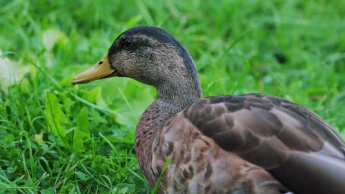Female Mallard Duck Eating Grass On The Ground. - close up