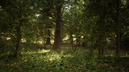 A Lush Green Forest with Tall Trees Standing in Perfect Harmony