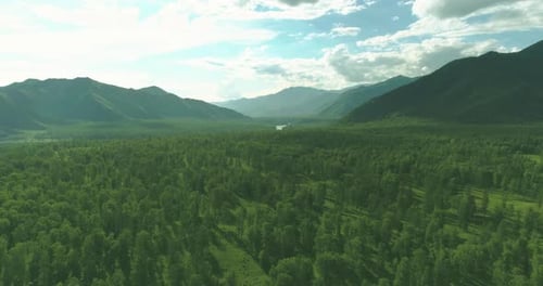 Aerial View Low Flight Above Evergreen Pine Tree Landscape with Endless Mountain Forest at Sunny
