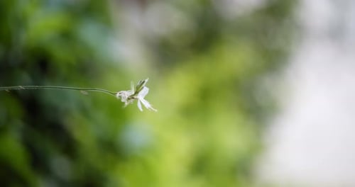 kleine weiße Blume, die im Wind weht, mit Kopierraum
