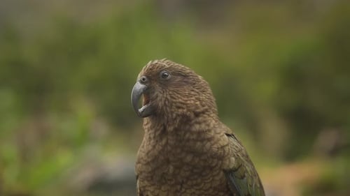 Kea parrot creating bird squeaking sounds from beak, shallow focus close up