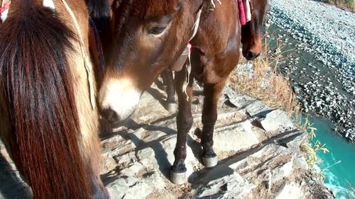 Mules smell the posterior of a horse while passing by a narrow rocky trail in the mountains in Nepal