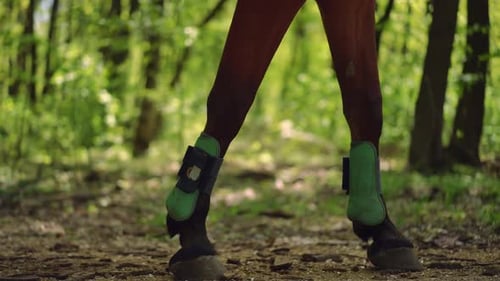 Side View Legs of Horse in Protection Boots Walking in Slow Motion in Forest Unrecognizable Graceful