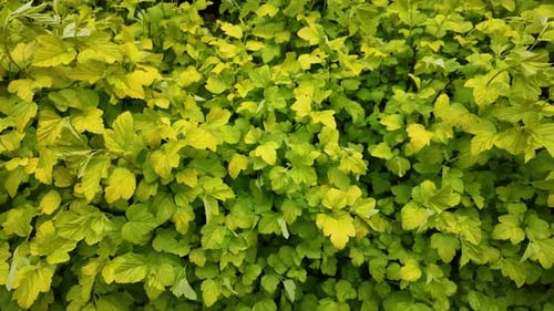 Spring leaf texture side view