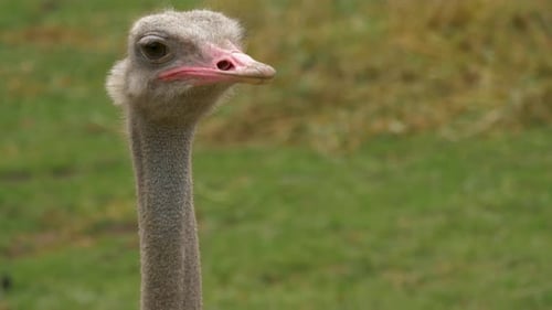 Close-up profile view of a large Ostrich male. Beautiful green background.