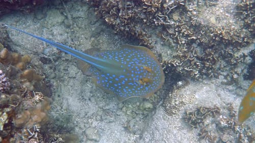 Bluespotted Stingray Gracefully Swimming Among Coral Reef in Underwater World