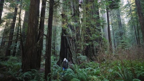 Hiker Walking Among Towering Redwood Trees in Lush Forest of Northern California