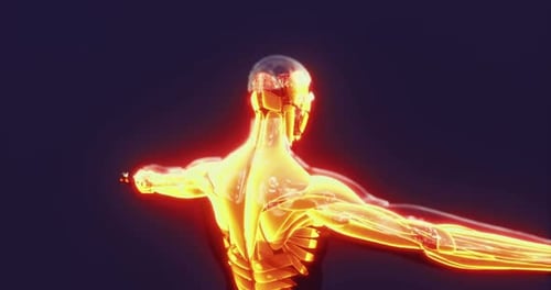 Animated Glowing Human Body Muscular and Skeletal System