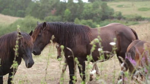 Horses Grazing Peacefully in a Rural Pasture