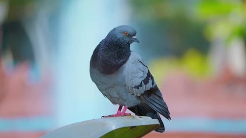Closeup View of a Wild Gray Blue Pigeon Bird Sitting on a Street Light