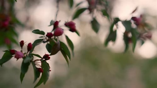 Spring Blossoms Blooming on Tree Branch Close Up