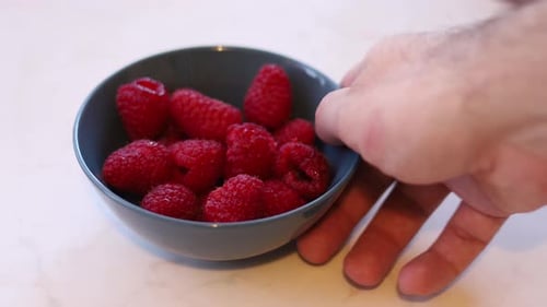 Juicy red ripe raspberries in a blue bowl. Picking them up and placing them back down. A delicious s