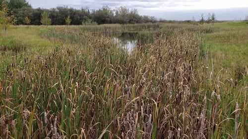 Panning down. Cloudy overcast sky, Wetland filled with cattails, pond, trees, tall grass, fish, frog