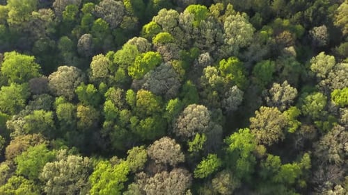 Flight over a deciduous forest in spring with a bird's eye view of the thick canopy