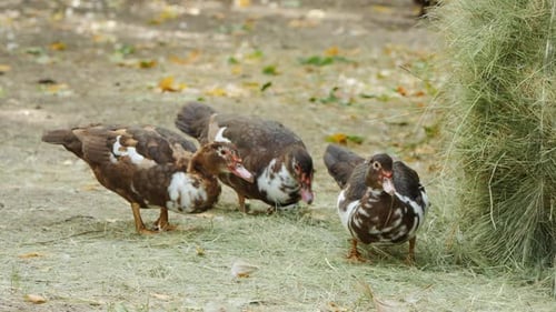 Several Ducks Grazing in a Farmyard Freerange Birds